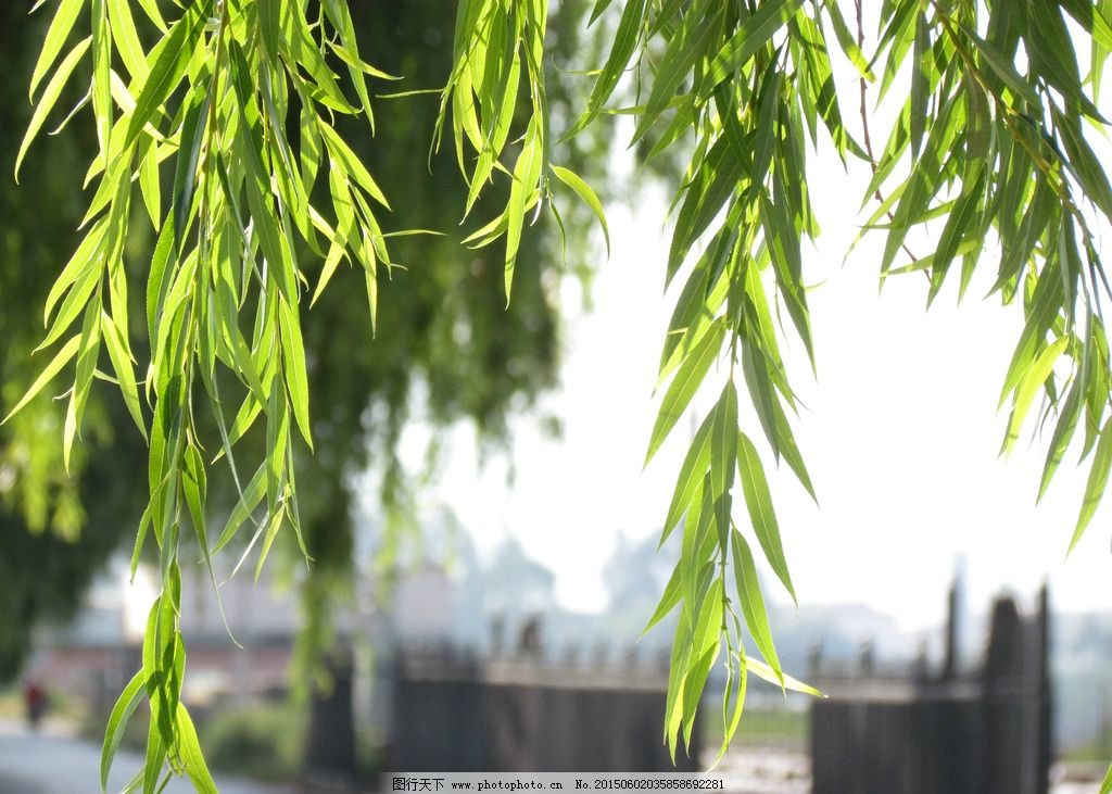 柳树在成语里出现的多不意外,自古就是"有心栽花花不开,无心插柳柳