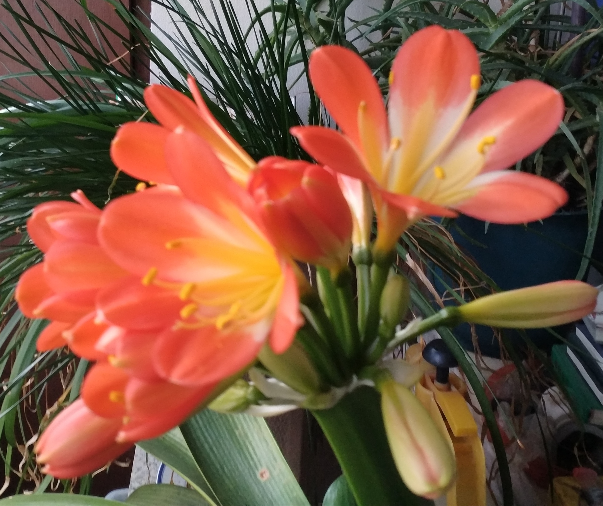 宅家防疫闻学会办公室凤尾竹葱郁西沽一别卅余天,梦里犹堪凤竹怜.