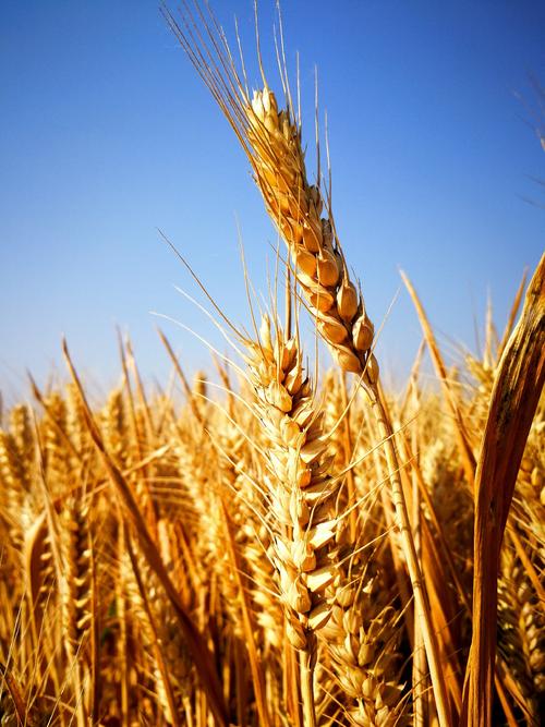 又到家乡小麦黄-银河悦读