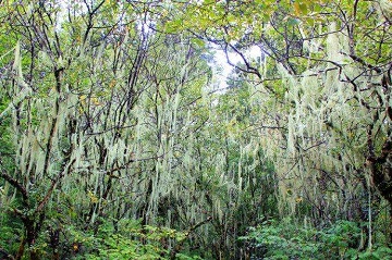 芳香唐诗之十二女萝