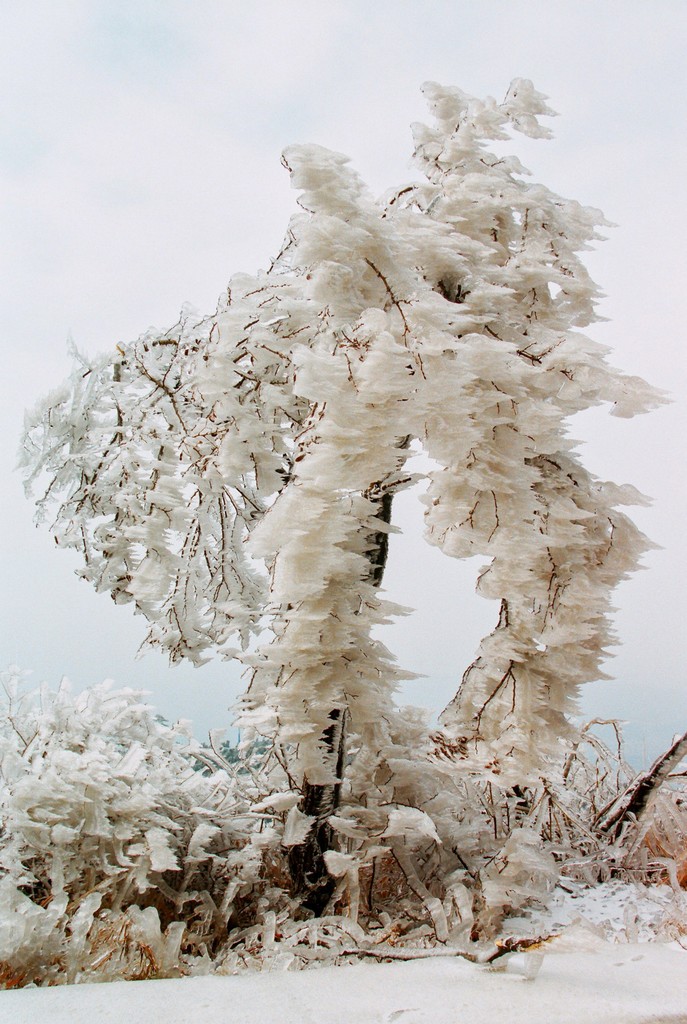 《玉树临风》罗匡龙 摄.jpg