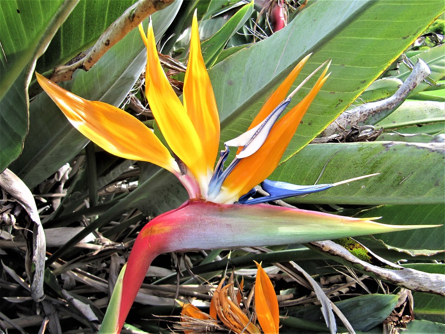 【重阳节】王忠田摄影作品-动植物类