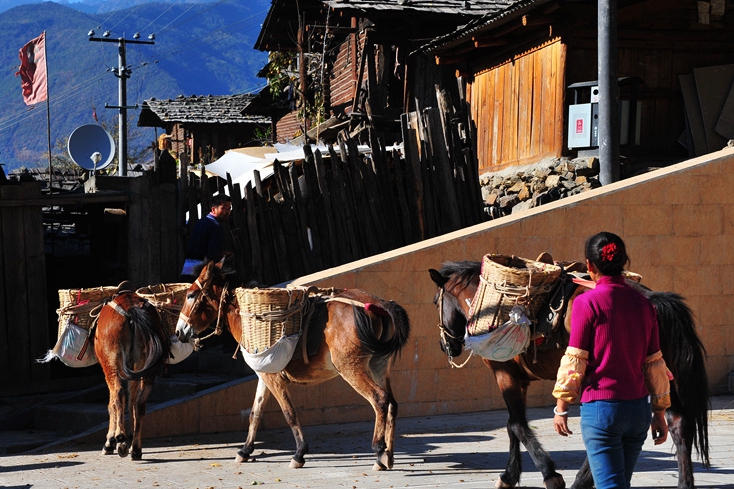 牲口圈里故事多-银河悦读