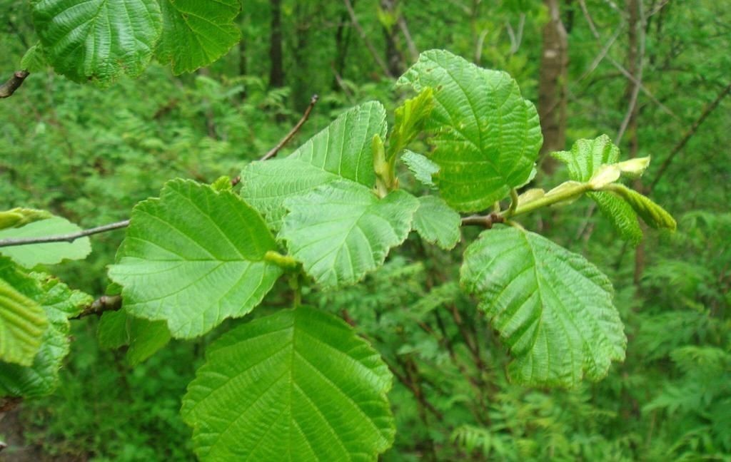 《芳香唐诗》之七十三 桤木——桤林碍日吟风叶-银河悦读