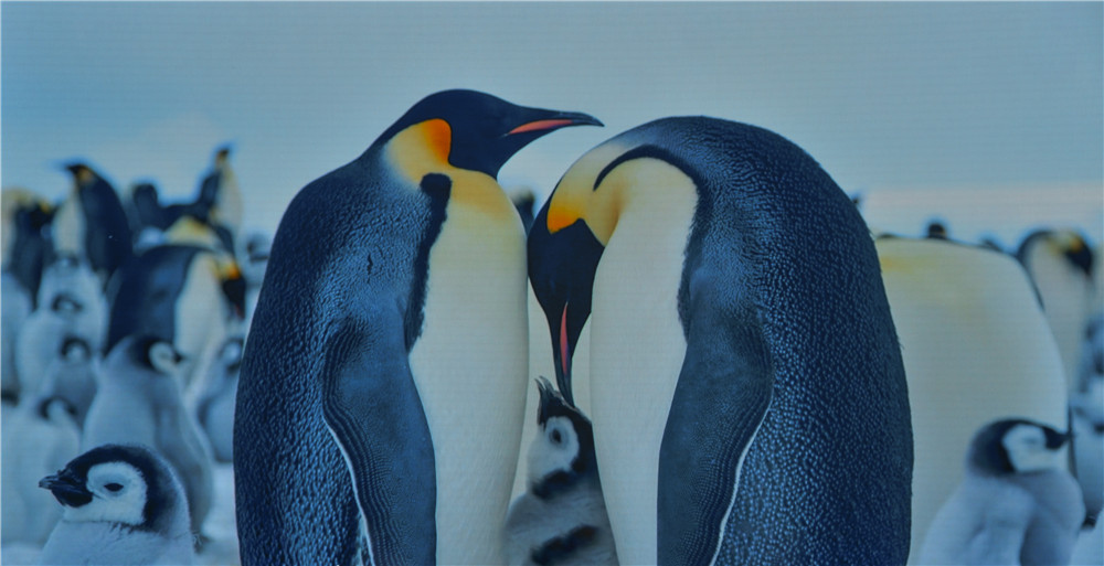 1505814460265936.jpg 6.DSC_3037-1.jpg