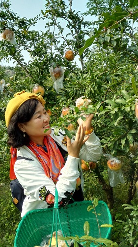 重阳节-伊人摘榴-1（拍摄时间2017-10-22日，拍摄地点： 怀远县涂山村石榴基地）.jpg