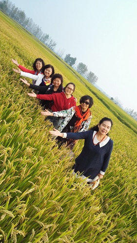 【重阳节】-稻花乡里说丰年-1（拍摄时间：2017-10-21日，地点：淮远县莲花村花鼓灯基地旁稻田，华为手机拍.jpg