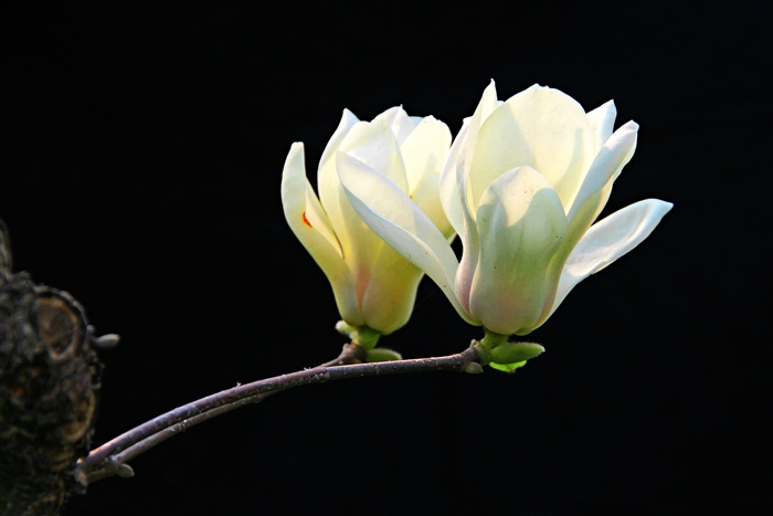 照片 164_meitu_4_副本.jpg