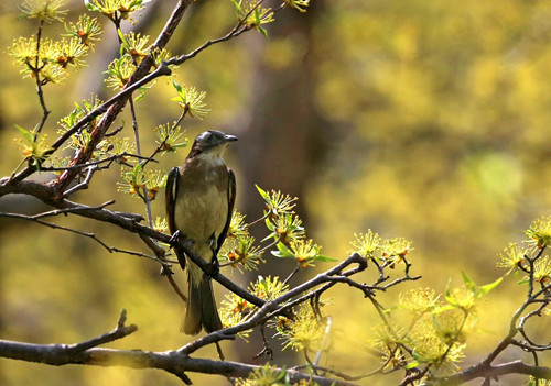 1525182329173977.jpg 4.jpg