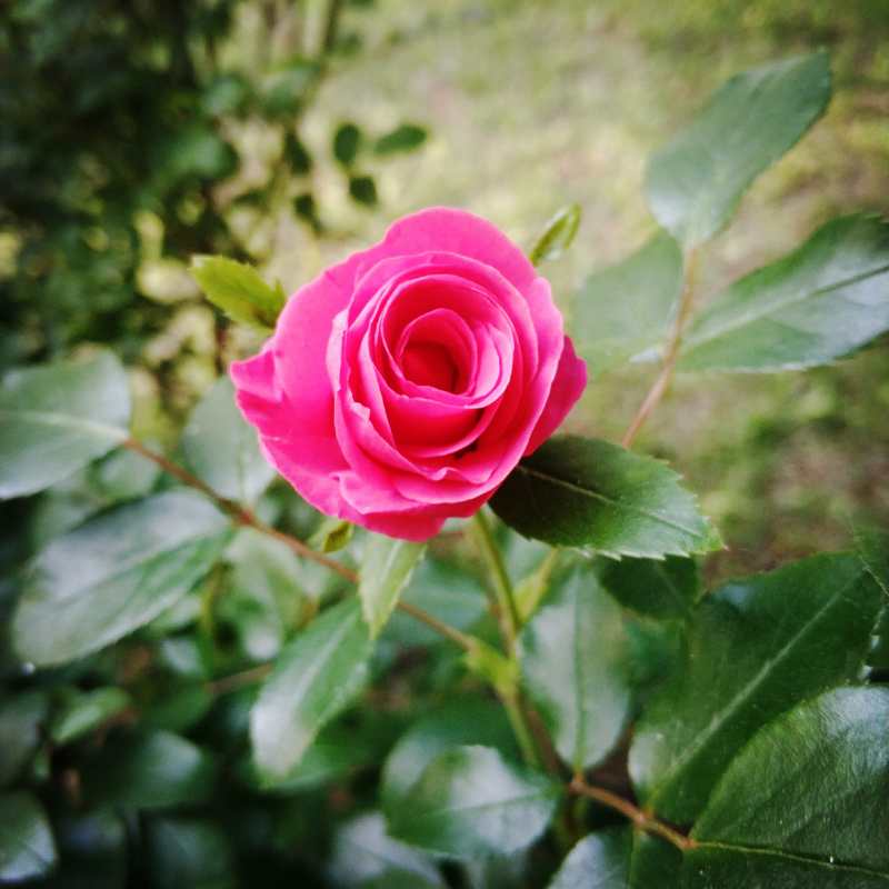 月季花开.jpg
