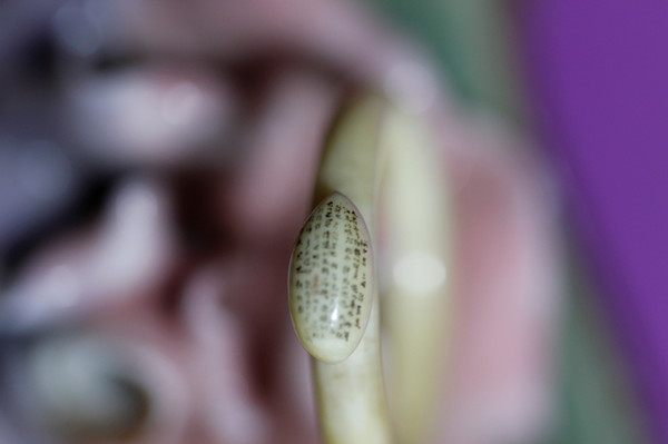 1532708766120226.jpg 尤紫轩在米粒大戒面上所作的微雕.JPG