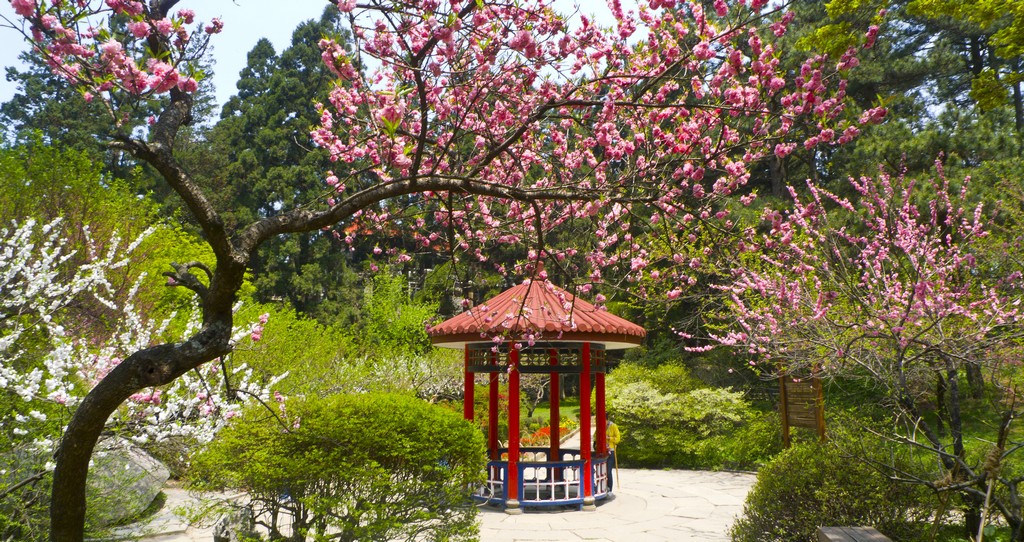 《春到花径亭》罗匡龙摄 - 副本 (2).jpg