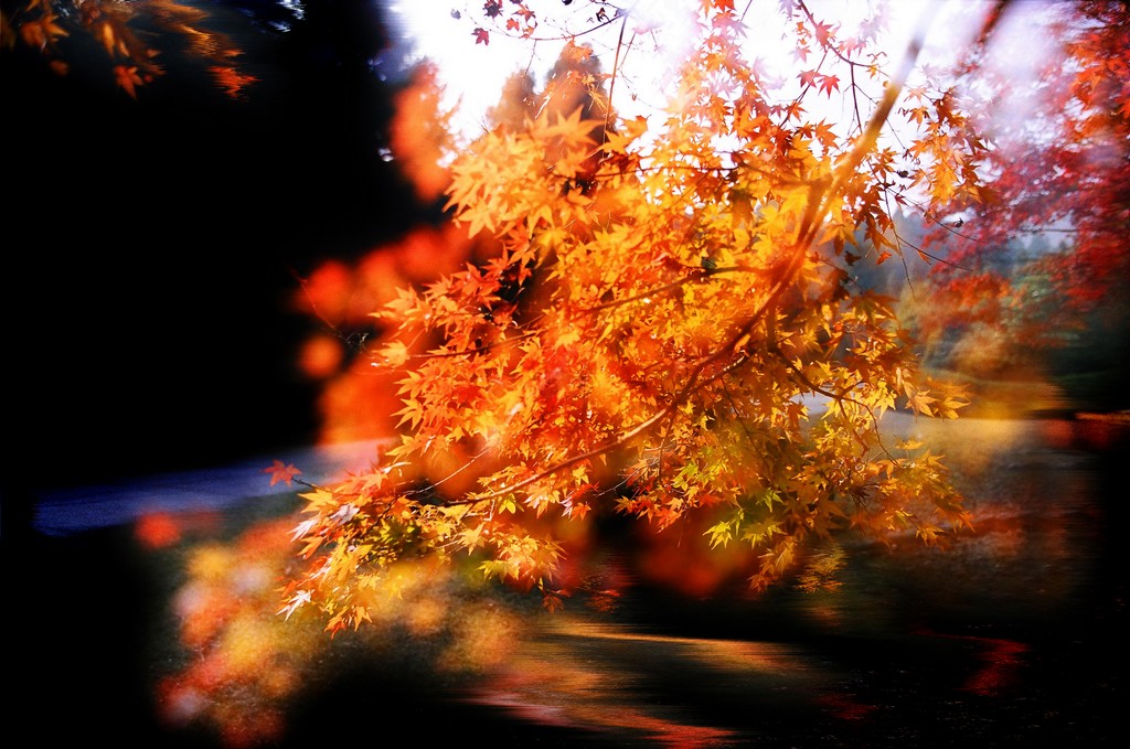 《秋如醉》罗匡龙 摄.jpg