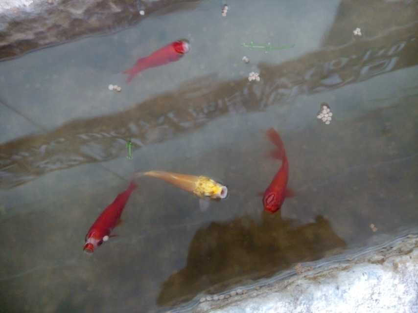 小金鱼.jpg