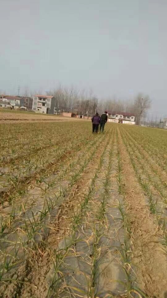 养父母 背影.jpg