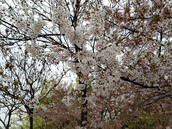 1584854399951174.jpg 003.jpg