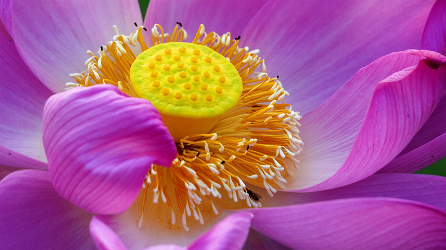 1595944603204314.jpg A荷3.jpg