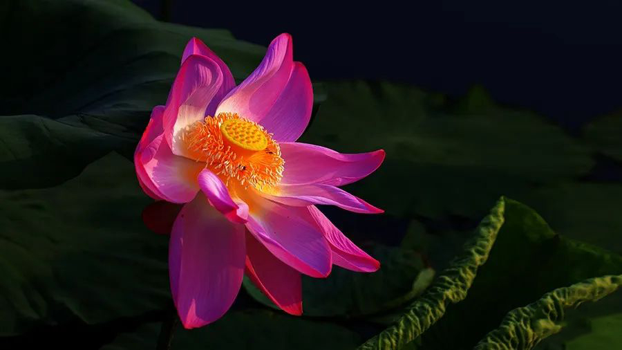 1595944638290894.jpeg 640-2.jpeg