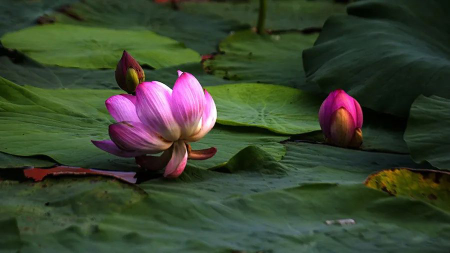 1595944646491465.jpeg 640-3.jpeg