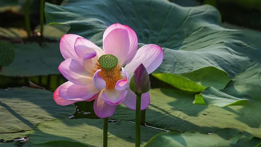 1595944659104455.jpeg 640-4.jpeg