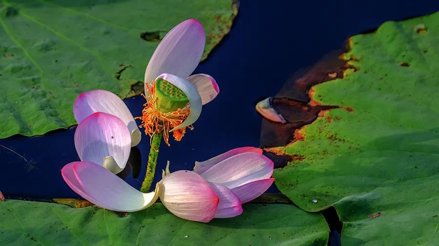 1595944668995669.jpeg 640-5.jpeg