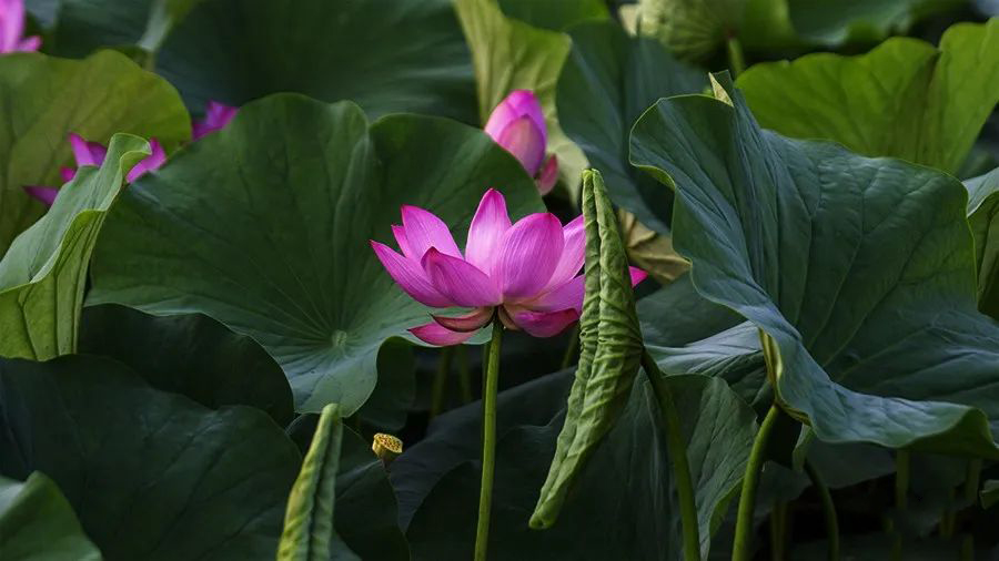 1595944679359057.jpeg 640-6.jpeg