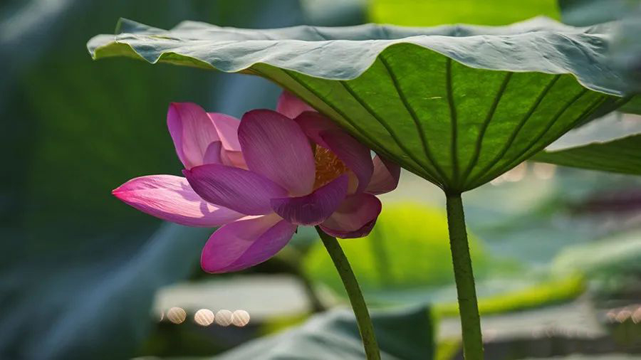 1595944690130214.jpeg 640-7.jpeg