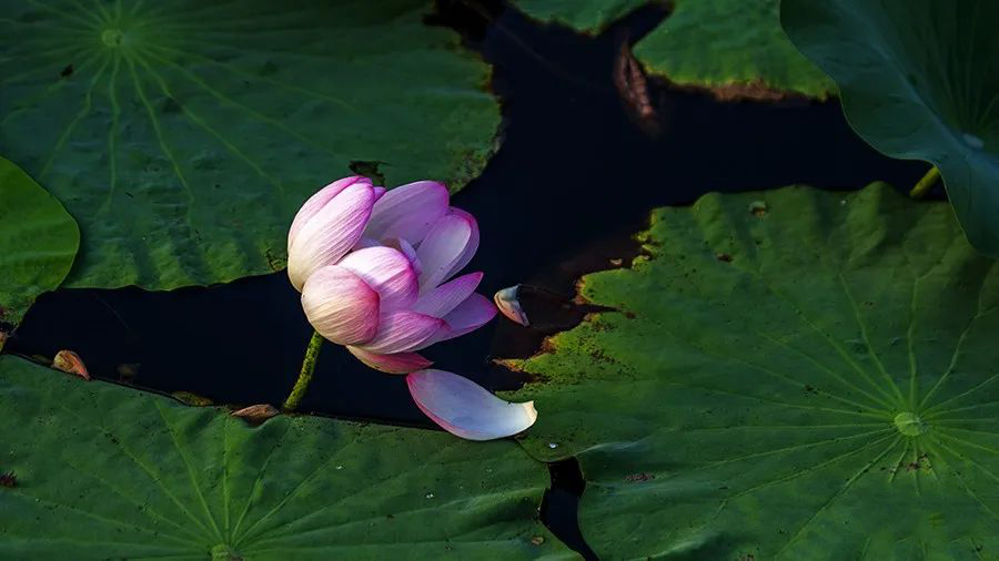 1595944700603778.jpeg 640-8.jpeg