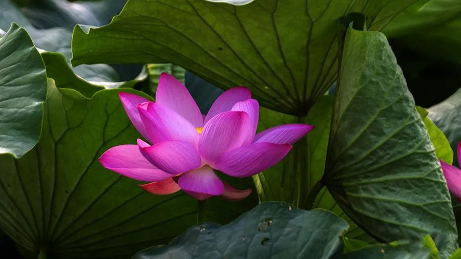 1595944712133527.jpeg 640-9.jpeg