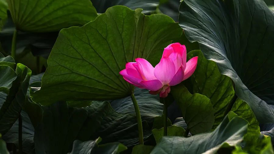 1595944728155775.jpeg 640-10.jpeg