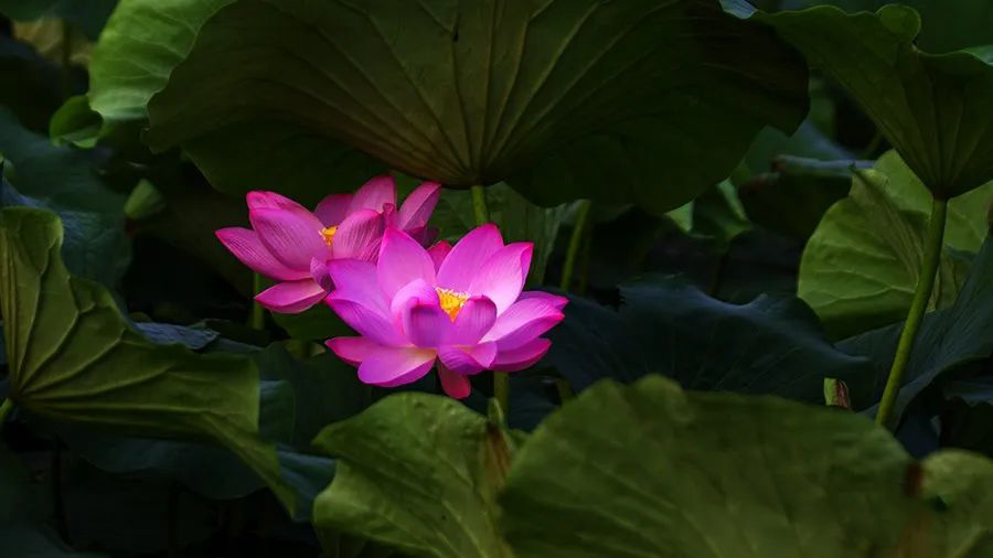 1595944738117644.jpeg 640-11.jpeg