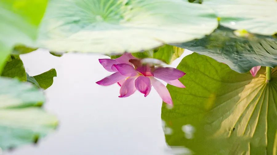 1595944747764545.jpeg 640-12.jpeg