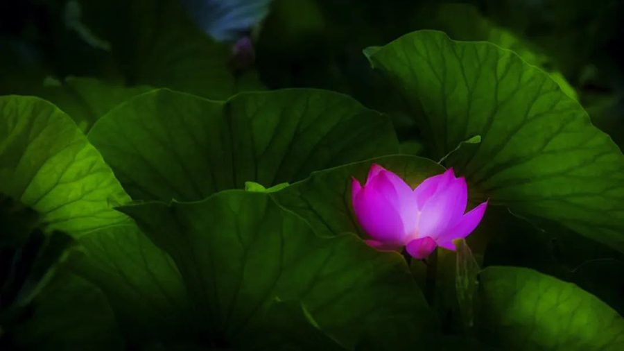 1595944780961760.jpg 640-13.jpg