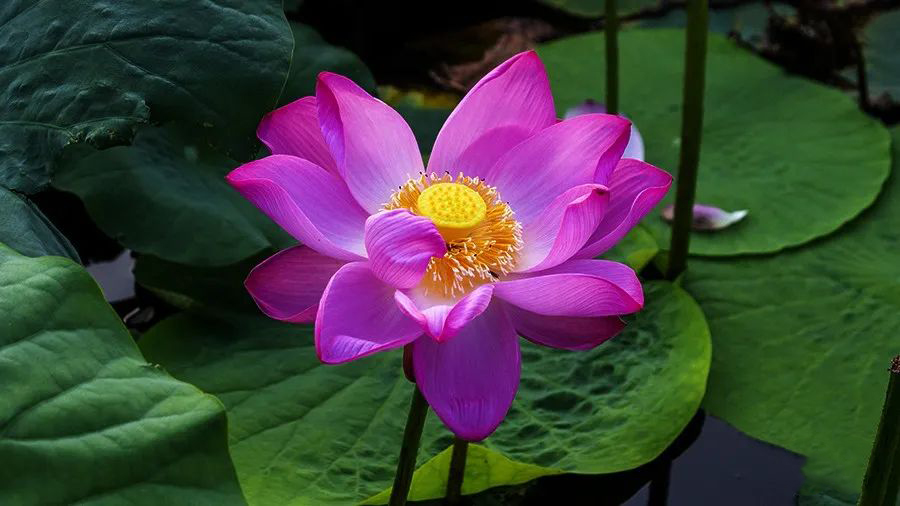 1595944808746085.jpeg 640-14.jpeg