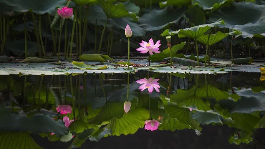 1595945090129323.jpeg 640-21.jpeg