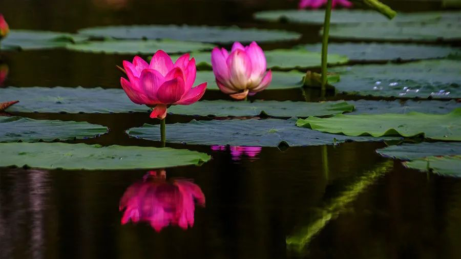 1595945101123888.jpeg 640-22.jpeg