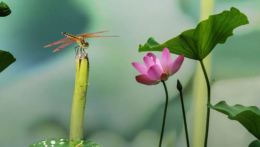 1595945234647628.jpg 640-24.jpg