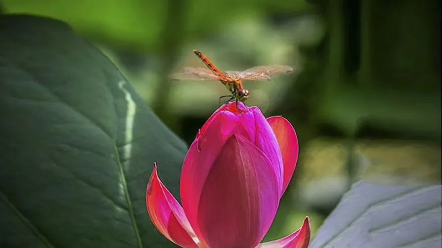 1595945252971786.jpg 640-25.jpg