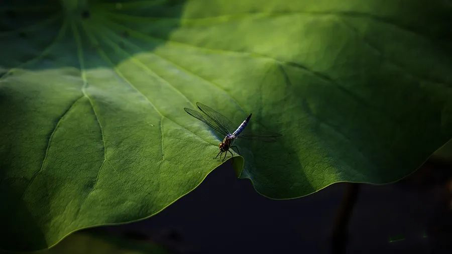 1595945265945408.jpg 640-26.jpg