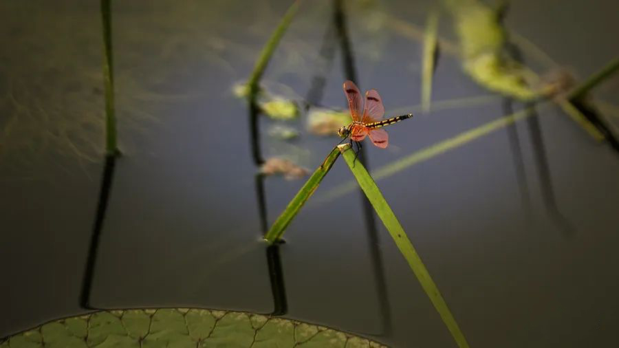 1595945279779004.jpeg 640-28.jpeg