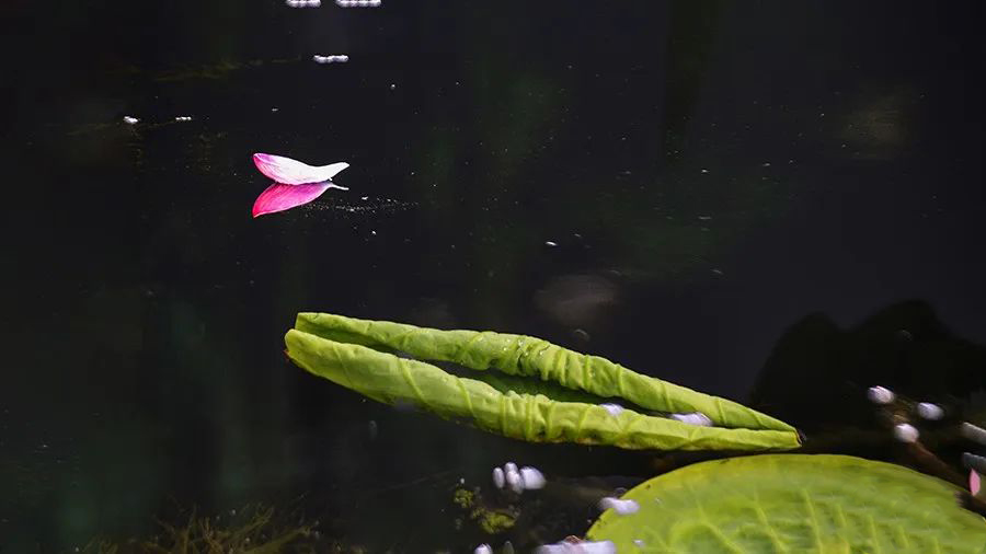 1595945312482300.jpeg 640-32.jpeg