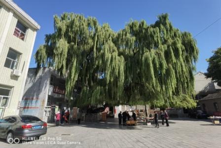 1603016868100307.jpg 大寨的大柳树见证历史风云 王布摄.jpg