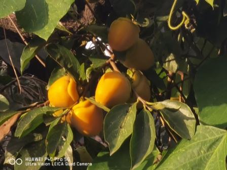 1603017056106034.jpg 硕果累累 王布摄.jpg