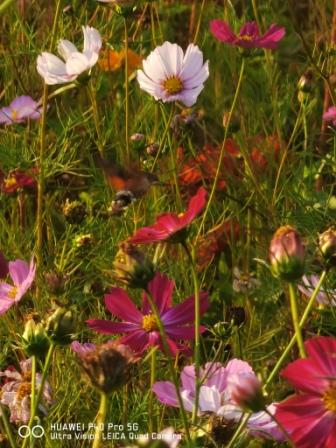 1603017065121297.jpg 争妍 王布摄.jpg