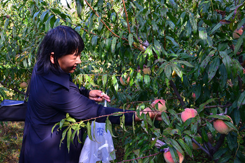 1603017316140184.jpg 收获 李东顺摄.jpg