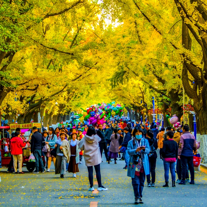 摄影：范文辉 黄金大道.jpg