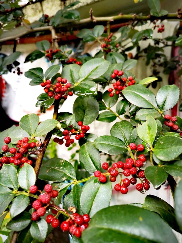 1609292031808911.jpg