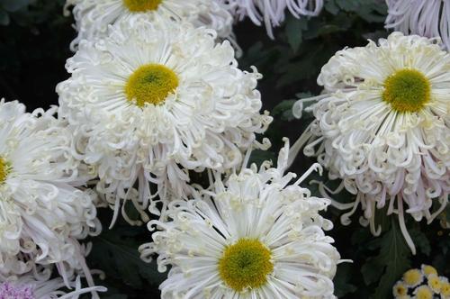 横幅白菊.jpg