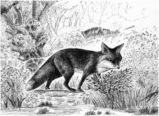 1612704710443356.png 狐狸.png