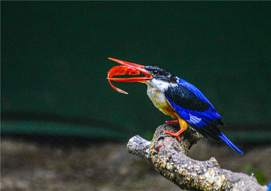 《精准》张林初 84802336.jpg